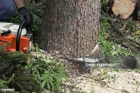 How Our Tree Care Process Works  in  South Beach, FL